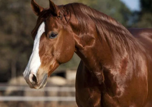 ¿Cómo mantener un caballo saludable?